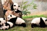 有关熊猫的作文300字4篇