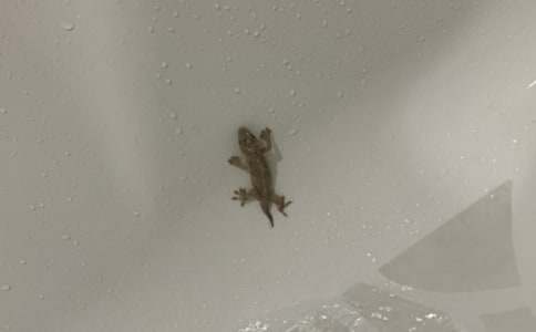 дС�ڻ�����1000��