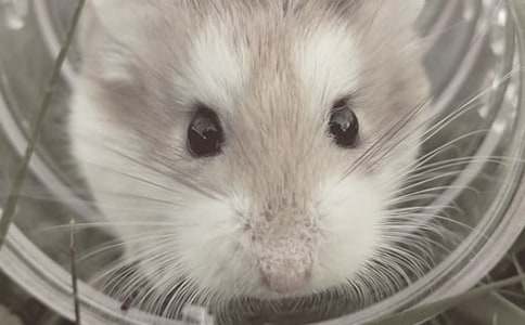 ����_���꼶״������600��