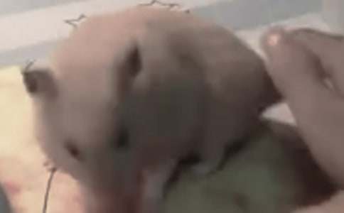 �й�С����������ĺϼ���ƪ