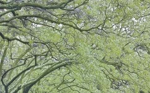 �������ഺ�羰����11ƪ