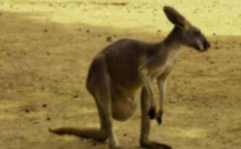 最新袋鼠说明文作文模板