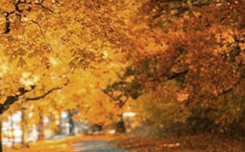 ���еķ羰������