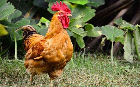 �ö��Ĺ��� - ״������450��