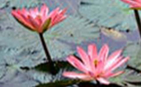 实用的荷花的作文400字3篇