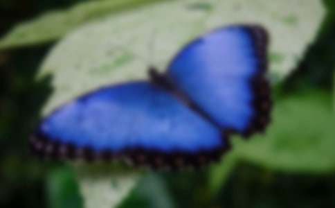 初一说明文:蝴蝶谷作文