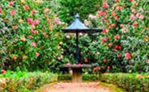 私家花园-写景作文