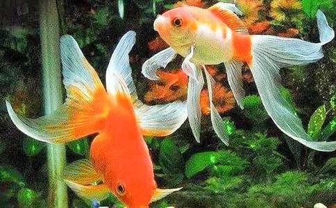 �۲�С�����ܼ�