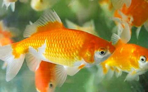 �ɰ��Ľ���״������