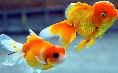 【精华】小金鱼二年级作文锦集五篇