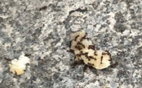 ����ѡ�����꼶���ϵ����Ļ�����ƪ