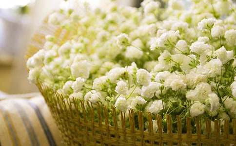 满天星作文800字借物抒情