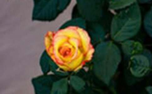 (实用)玫瑰花三年级作文15篇