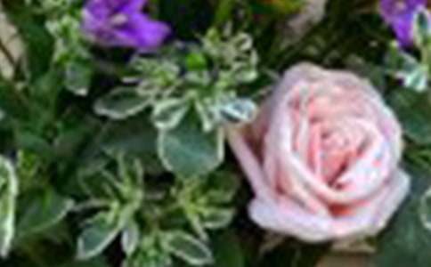 ����õ�廨�Ĺ�������ͨ��