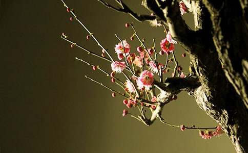 ÷��״������