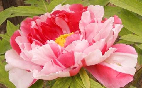 ĵ���������������Ƽ�