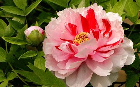 ĵ����������(����15ƪ)