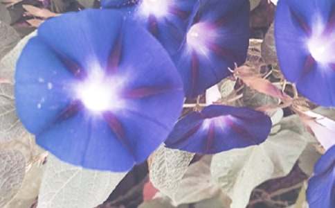 【精华】牵牛花的作文3篇