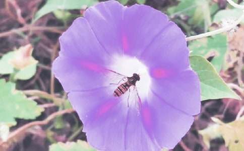 牵牛花的作文经典4篇