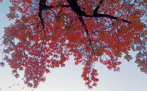 �����μ����İ�ƪ