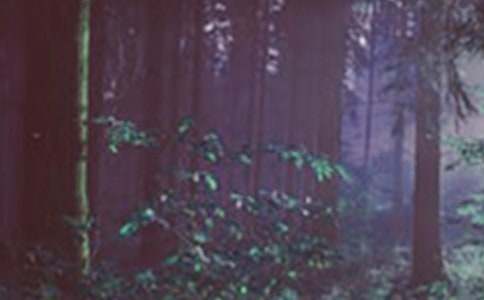 ���ҳ�����ɭ�ַ����һ���ţ�ͨ��8ƪ��