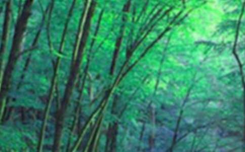 ��ѡ����ɭ������600��3ƪ