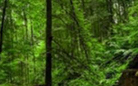 Сѧ��ɭ�ַ����¼ҳ�һ���ţ�ͨ��7ƪ��