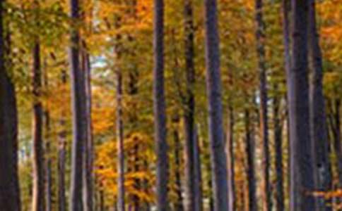 给家长森林防火一封信集锦15篇