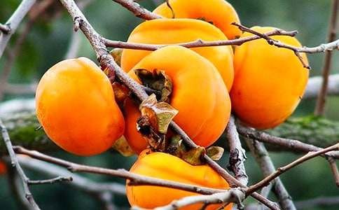 六年级状物作文:家乡的柿子