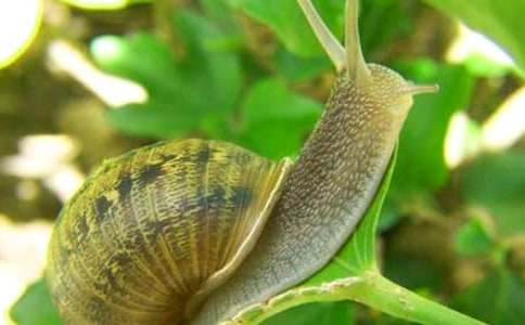 С��ţ�ռ�15ƪ