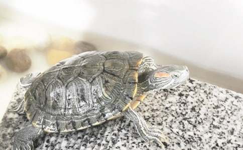 С�ڹ�۲��ռǾ�ѡ15ƪ