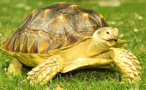 С�ڹ�״������