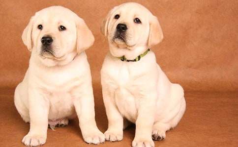 可爱的小狗状物作文(汇编15篇)