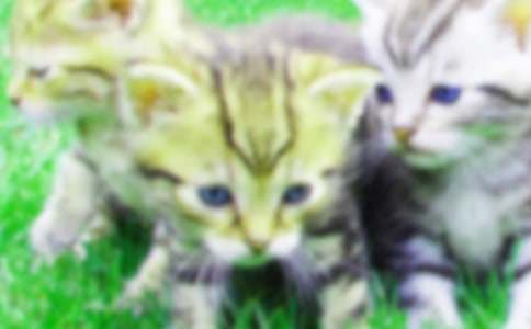 ���ر������꼶Сè������ƪ