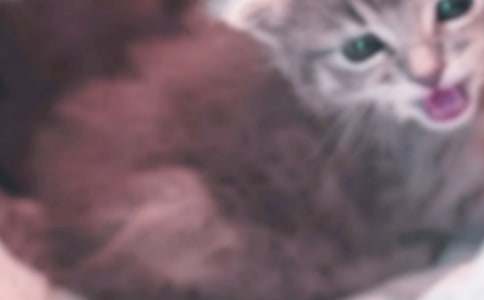 �Ҽҵ�Сè״������