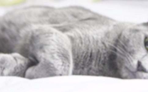 小猫的作文500字汇编7篇