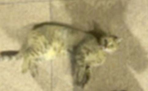 �ɰ���Сè����800��