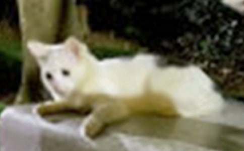 �Ҽҵ�Сè��״������