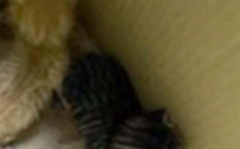 实用的三年级可爱的小猫作文汇总十篇