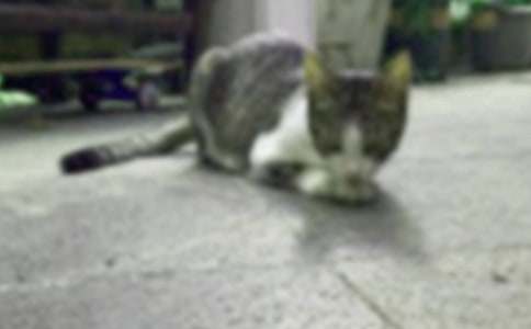 实用的描写小猫的作文500字三篇