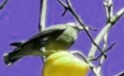 ��С���һ���ţ���ѡ15ƪ��