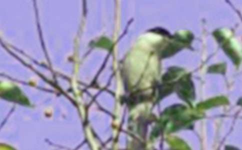 ��С���һ����(15ƪ)