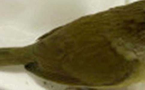 ��ѡ���꼶С���������ƪ