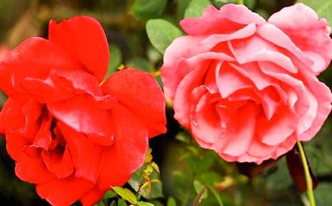 �¼������꼶����300������15ƪ