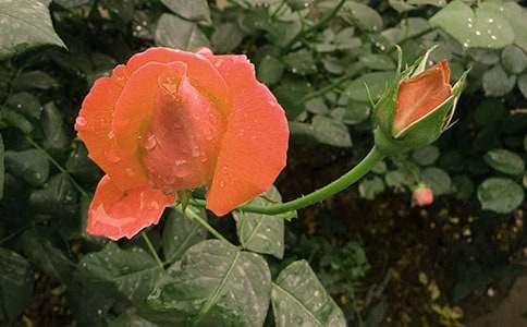 ���ţ���д�¼���������15ƪ