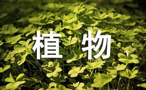植物作文300字范例【6篇】
