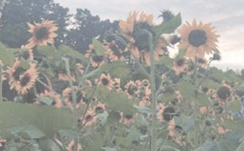 ֲ��԰�μ����ġ�����